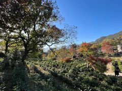 -塔川景区