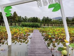 -长兴太湖图影湿地文化园