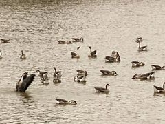 -鄱阳湖国家湿地公园