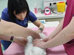 -北京观赏动物医院·24小时大型综合·猫专科·异宠专科