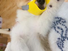 -翊宠yipet猫狗购宠庄园犬舍•猫舍