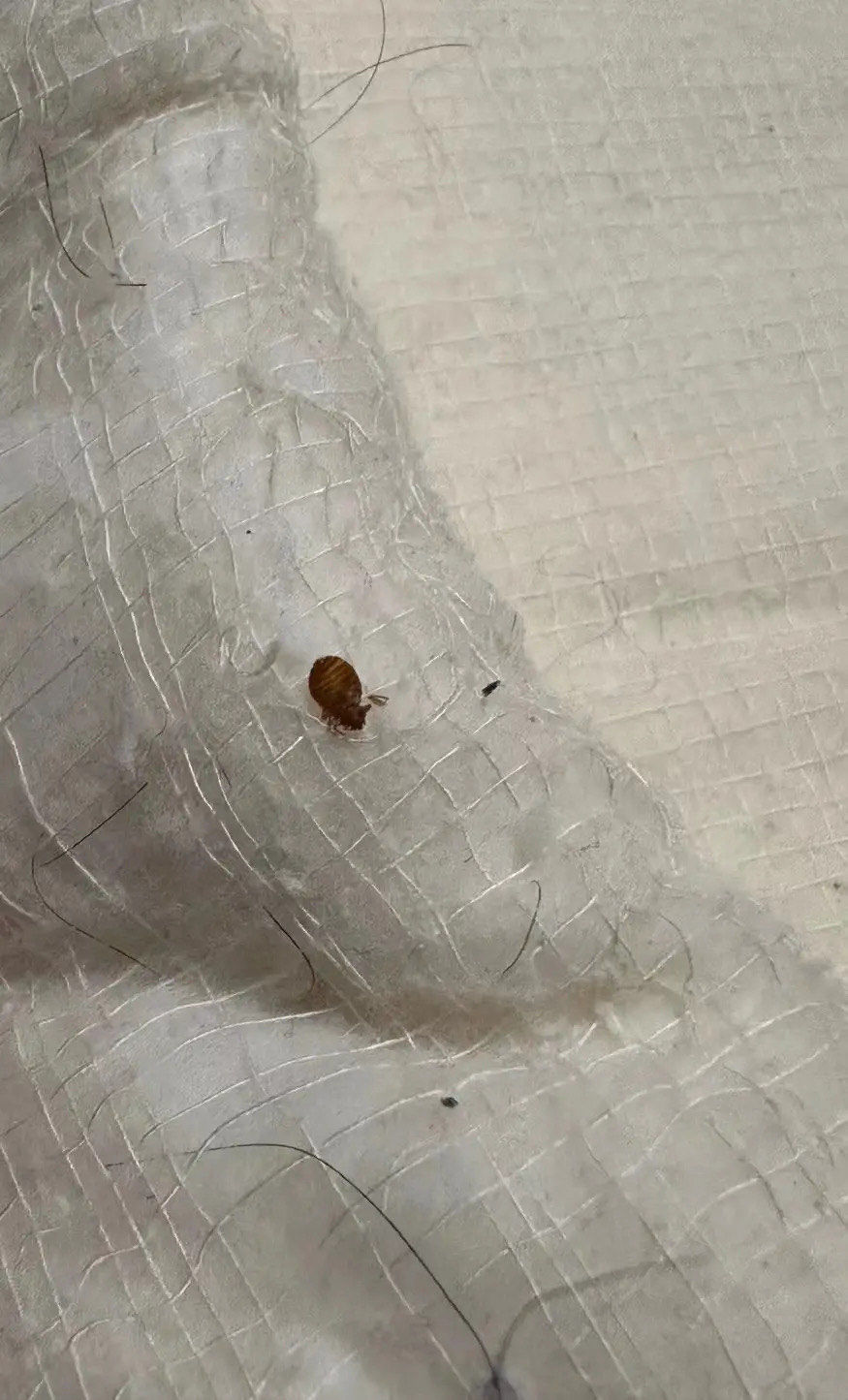 臭虫