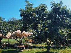 -桃源山庄·水蜜桃采摘·柴火鸡·烧烤团建(龙泉山店)