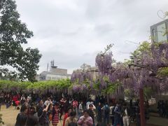 -嘉定紫藤园