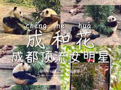 -成都大熊猫繁育研究基地