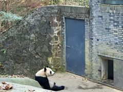 -都江堰中华大熊猫苑