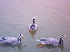 -艾溪湖湿地公园