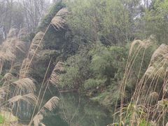 -桤木河湿地公园