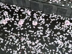 -武汉大学-樱园