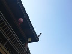 -合肥滨湖国家森林公园