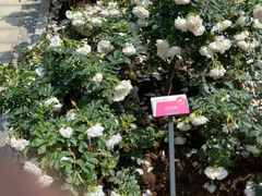 -人民公园(罗湖区)