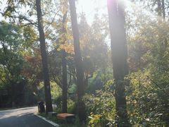 -东平国家森林公园