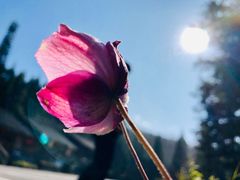 -武陵山森林公园