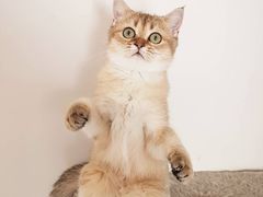 -百信宠物医院(东升街店)