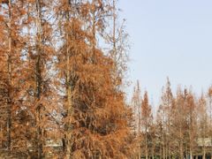 -白鹭湾湿地公园