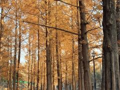 -白水寺森林公园