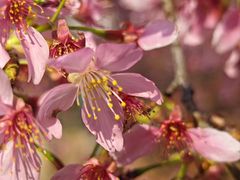 -宜良山后樱花谷