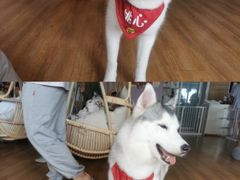 -Husky Go! 哈士奇体验馆·宠物咖啡厅狗咖