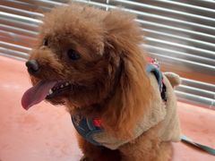 -艾贝尔宠物医院 ·内科全科(梁溪路店)