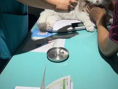 -艾贝尔宠物医院·24H转诊中心·肿瘤猫专科(江宁双龙店)