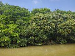 -大湾区中央湿地公园