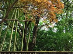 -秋霞圃
