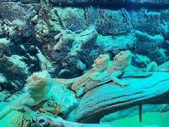 -海合安天津极地海洋公园