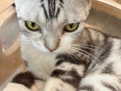 -飞行喵MR PILOT|猫舍·猫咖(静安大融城店)