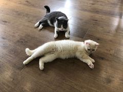 -东方名猫馆·英短金渐层布偶猫舍(环线广场1号楼店)