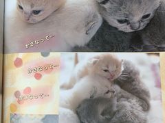 -爱妮康宠物医院·干细胞免疫细胞·肿瘤·心脏(张江店)