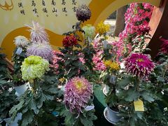 -上海共青森林公园