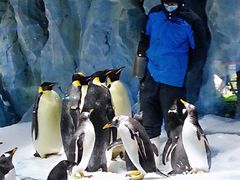 -帝企鹅自助餐厅•儿童岛•真企鹅(长隆企鹅酒店)