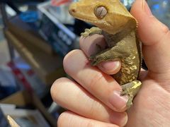 -酷以爬仙阁实体爬宠店·守宫·蜥蜴·专业繁育