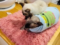 -李小姐の猫咖啡馆(五角场店)