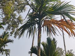 -中国科学院西双版纳热带植物园