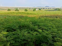 -光明小镇欢乐田园