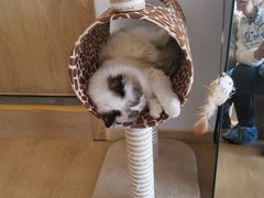 -猫腻·猫咖·撸猫馆(星光大道店)