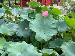 -莲池书院博物馆