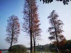 -海珠湖公园