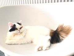 -米宠家·撸猫猫咖小萌宠·猫咪洗澡·猫咪寄养(高新大都荟店)