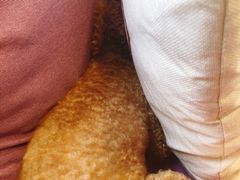 -宠爱国际动物医院·消化内科·心肾内科·ISFM猫友好(望京店)