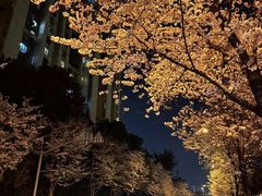 -风华初级中学(东校区)