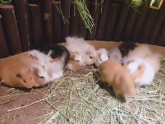 -藦茜花园宠物主题亲子互动体验馆(国顺东路店)