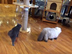 -喵园·猫主题咖啡厅·撸猫·猫咖(国贸店)