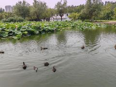 -前关湿地公园
