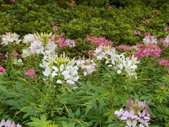 -上海滨江森林公园