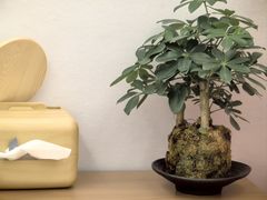 -长风拨筋养身(天街店)