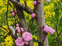 -南汇桃花村