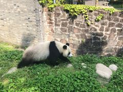 -都江堰中华大熊猫苑