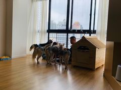 -Husky Go! 哈士奇体验馆·宠物咖啡厅狗咖